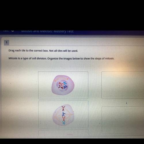 Mitosis is a type of cell division. organize the images below to show the steps of mitosis￼.