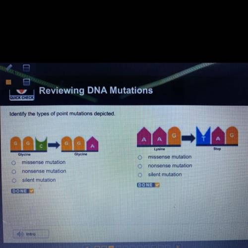 Identify the types of point mutations depicted.