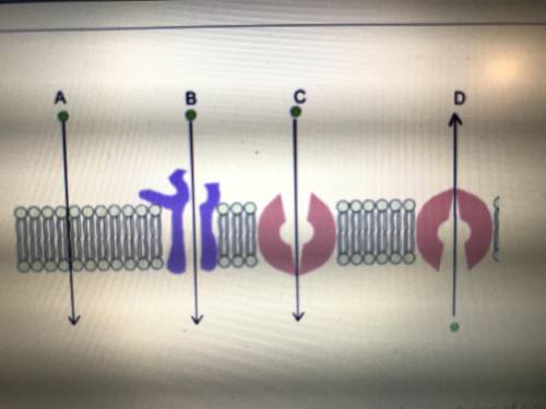 According to the model, which molecule is likely carbon dioxide gas diffusing across the membrane o