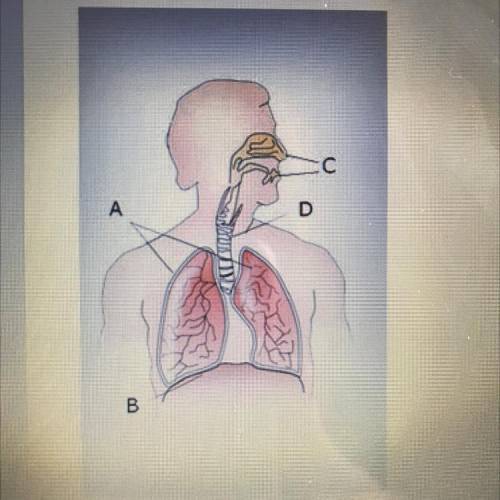 Where are the lungs in the respiratory system?
A
B
C
D