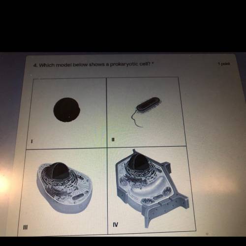 Which model below shows a prokaryotic cells?