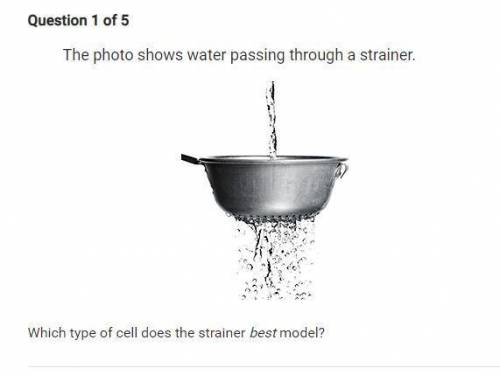 Which type of cell does the strainer best model?
