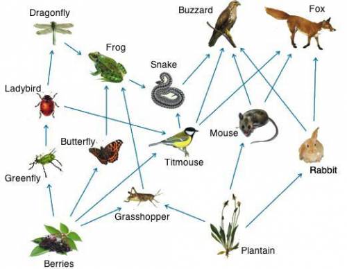 Look at the picture and name the Consumers and Producers in the food web.(PLEASE HELP NOW)