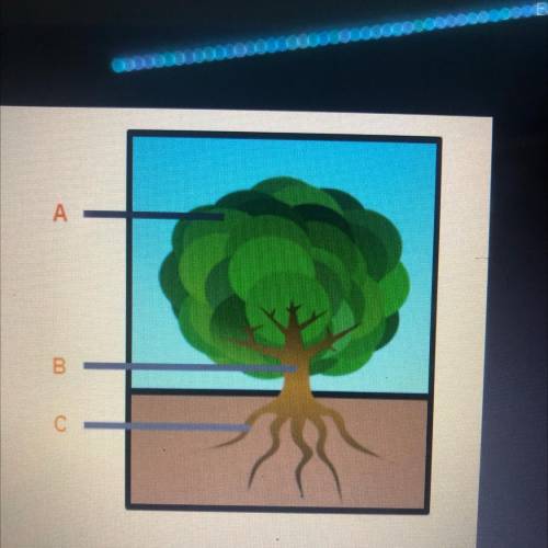 Identify the plant organs seen in the drawing
А
B
C