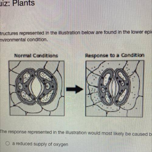 Structures represented in the illustration below are found in the lower epidermis of a plant leaf.