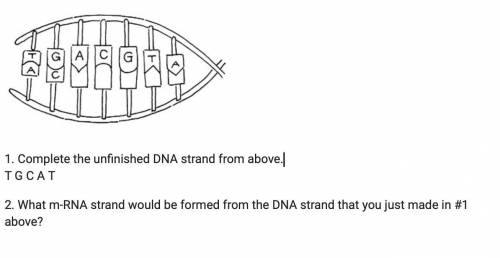 Uhm I have Bio homework on DNA and mutations and stuff :) Pls help lol