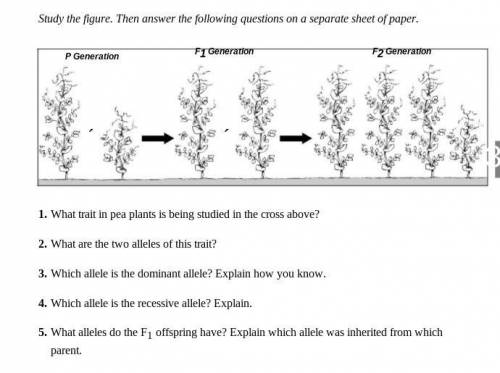 What trait in pea plants is being studied in the cross above?

What are the two alleles of this tr