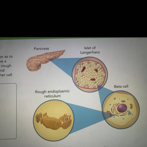 Propose an explanation as to

why beta cells would have a
greater concentration of rough
endoplasm