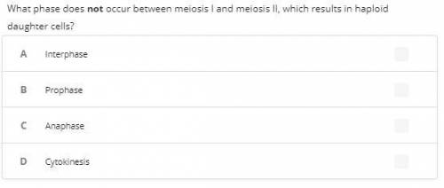 What phase does not occur between meiosis I and meiosis II, which results in haploid daughter cells