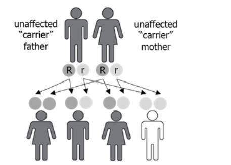 The image shows a cross between a father and a mother who are carriers for a genetic disease.

00¼