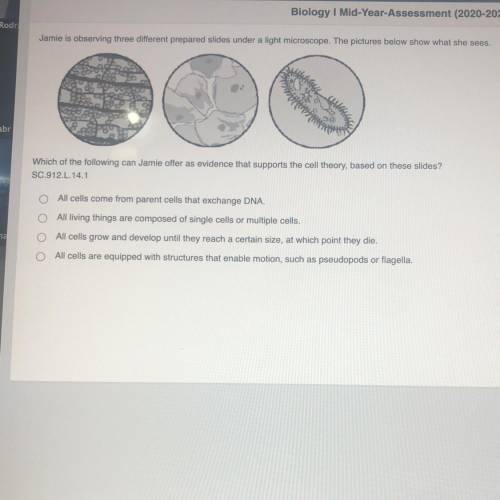 Jamie is observing 3 different prepared slides under a light microscope.