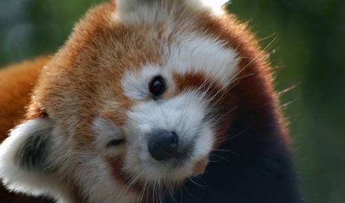 Are red pandas cute???/?/