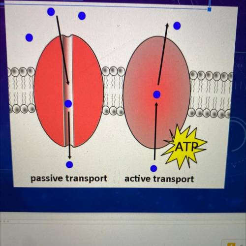 What is the difference between Active and Passive Transport?