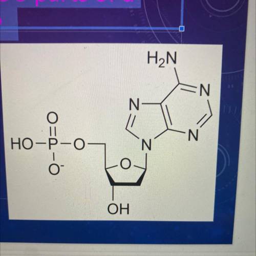 The monomer of a Nucleic Acid is a nucleotide. What are the 3 parts of a nucleotide?