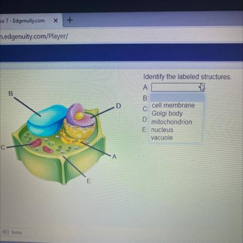 Identify the labeled structures.
A
B
В:
D
C:
D
E.
A
Science