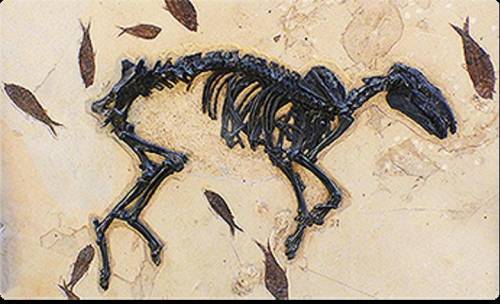 Suppose a scientist discovers fossils of ancient horses in an area. The fossilized horses are much
