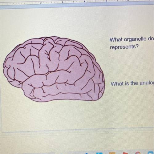 What organelle do you think this represents?
What is the analogy?