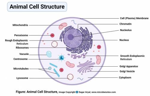 Animal cell labelling/diagram. please help!​