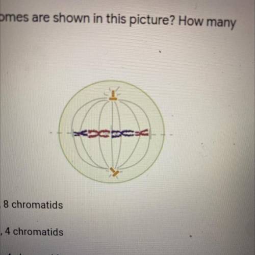 How many chromosomes are shown in this picture? How many

chromatids?
8 chromosomes, 8 chromatids