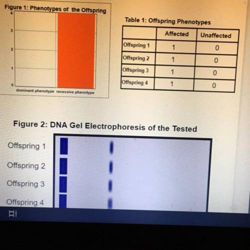 What is the genotypes will give brainless