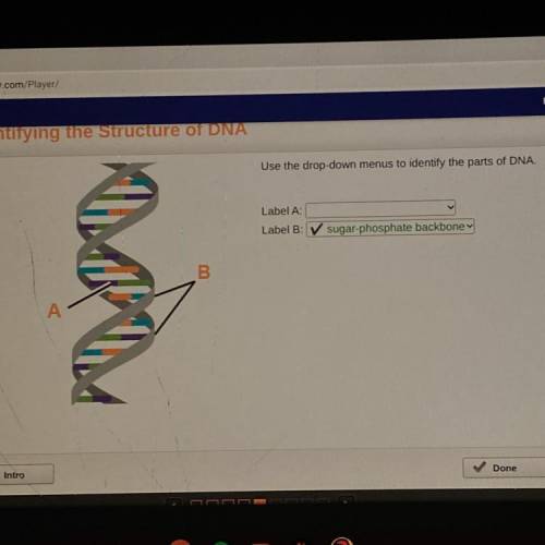 Use the drop-down menus to identify the parts of DNA.
Label A:
Label B:
please help.