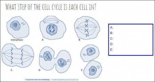 Please Help(Biology, IPMATC, Cell Division)