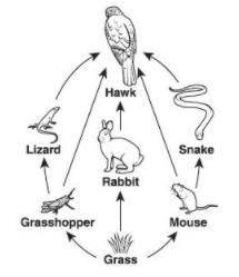 Based on the food web, which of the following would occur if the snake population was to increase?