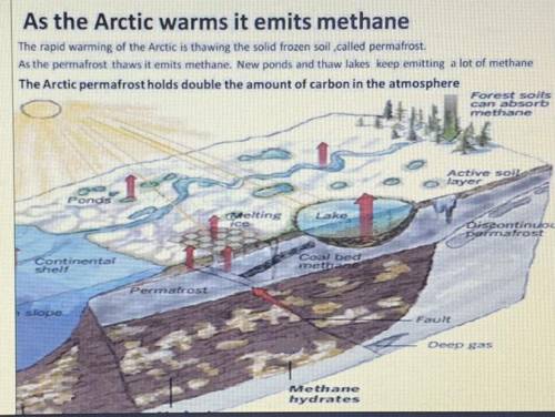 As Earth warms, upper layers of permafrost melt,

producing waterlogged soil above frozen ground: