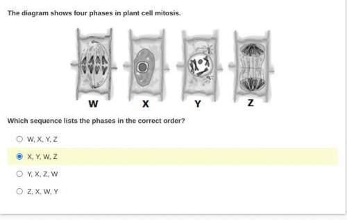 MASTERY CONNECT MITOSIS