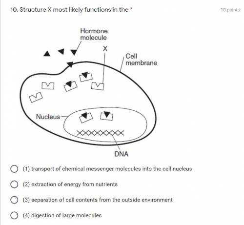 Structure X most likely functions in the