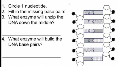 Help me with bio please