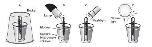 Refer to the experimental set-up above. What is the purpose of the overturned bucket (note it is so