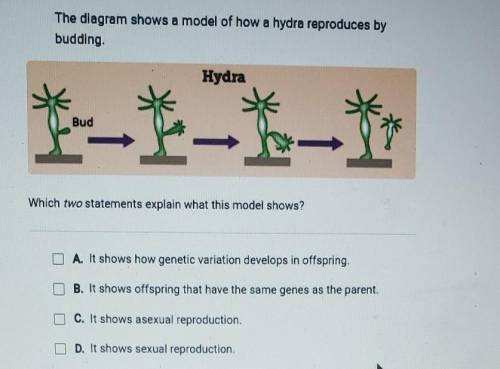 The diagram shows a model of how a hydra reproduces by budding