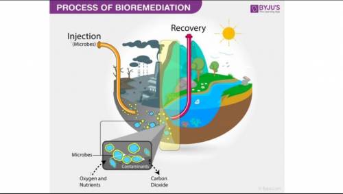 Can somebody please help me with this?
What is the process of bio-remediation in reverse?