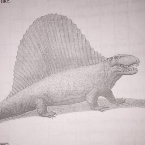 Suggest how a dimetrodon would have to behave in order to use its sail to warm its body ?