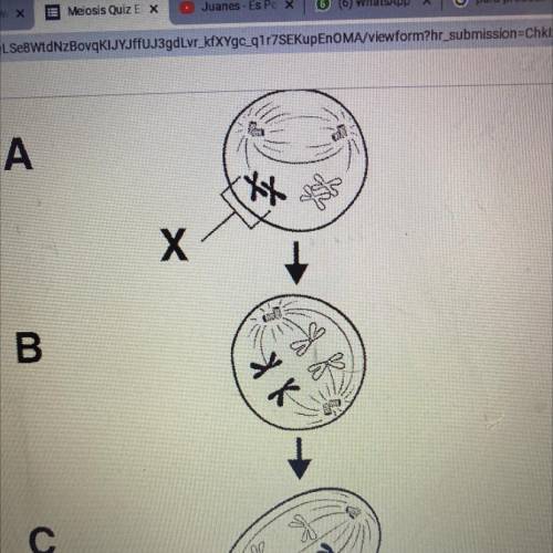 The structure labeled “X” represents:

a) A tetrad 
b) daughter cells 
c) DNA replication