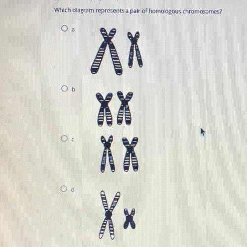 What diagram represents a pair of homologous chromosomes?