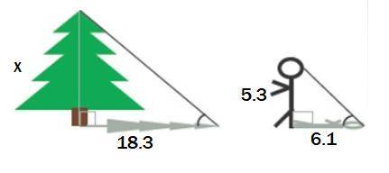 Find x, the height of the tree. (Decimal Answer)