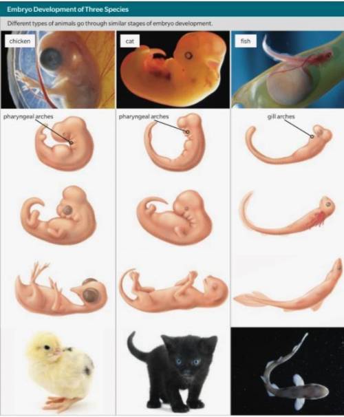URGENT PLZ ANSWER

Compare the structures of the cat and chicken embryos in the images above.
