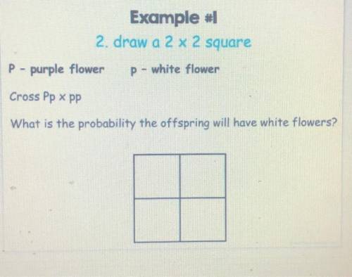 2. draw a 2 x 2 square

P - purple flower
p - white flower
Cross Pp x pp
What is the probability t