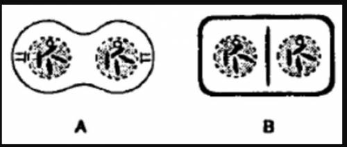 In the diagrams of mitotic cell division shown, which structure is present in diagram B but in diag