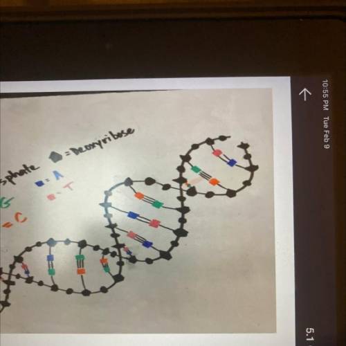 Find 2 mistakes in this DNA strand.