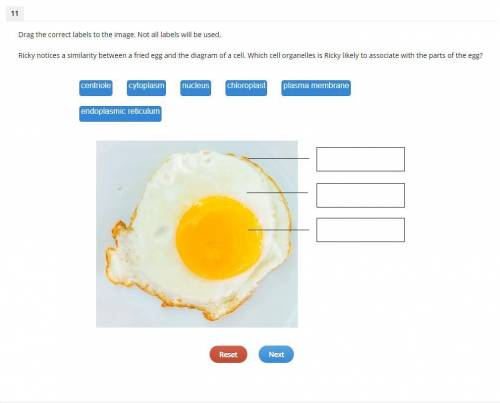 Drag the correct labels to the image. Not all labels will be used.

Ricky notices a similarity bet