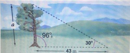 Due to prevailing winds, a tree has grown so that it leans 6 degrees from

vertical. At a point 43