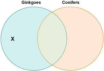 Leona drew a diagram to compare ginkgoes and conifers.

Which characteristic belongs in the area m