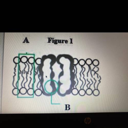 What are the molecules labeled A & B in Figure 1?