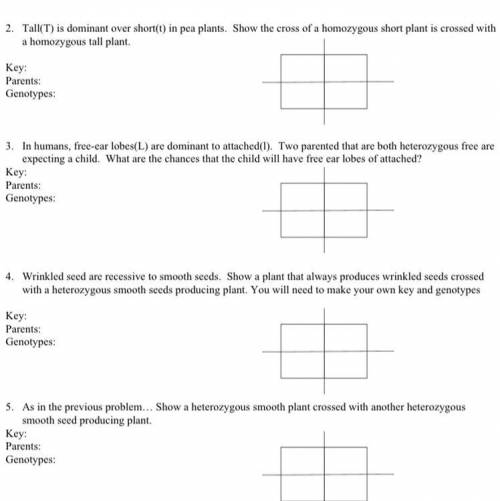 Guys I need answers for this sheet paper punnets square