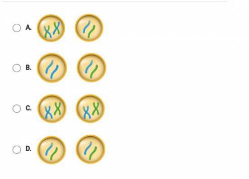 When this cell divides to form two cells which diagram shows the most likely result