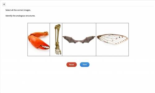 Please answer soon :} 
Select all the correct images.
Identify the analogous structures.