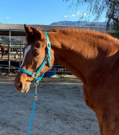 soooo today is my friend's horse's birthday and i made her a cake !! her name is Grace kelly and sh